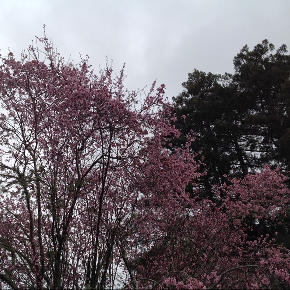 Meet your Posher, Jennifer - Picture 8 of 8